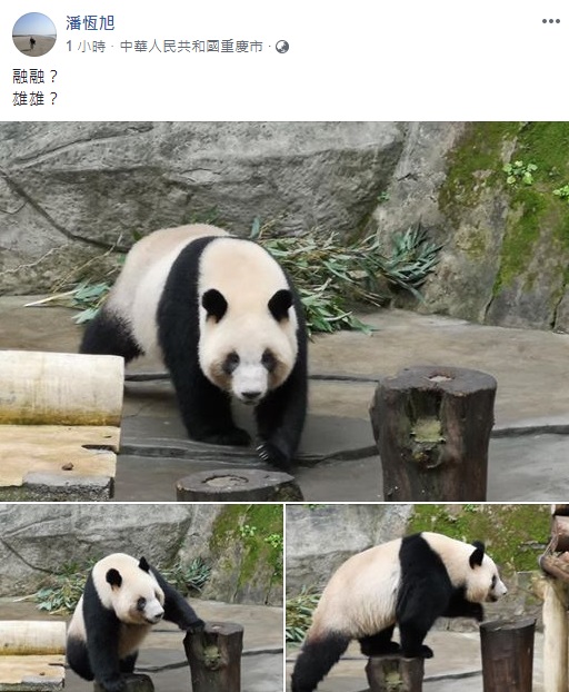 高市觀光局長潘恆旭臉書發文，證實重慶動物園受到韓流影響，指定致贈兩隻熊貓給高雄。   圖：翻攝自潘恆旭臉書