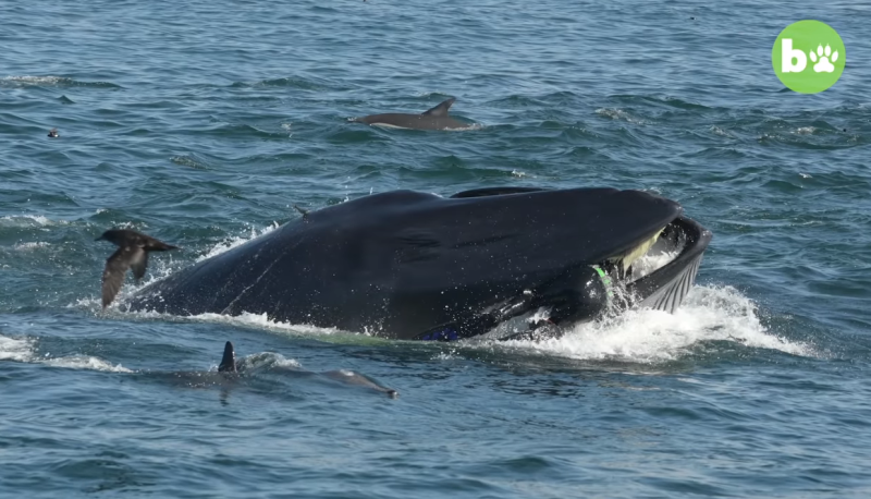 潛水攝影師申普夫（ Rainer Schimpf ）在外海進行拍攝，遇上一隻覓食中布氏鯨，整個人慘遭大口含住，所幸布氏鯨幾秒後便張嘴放開。   圖／翻攝自Youtube Barcroft Animals
