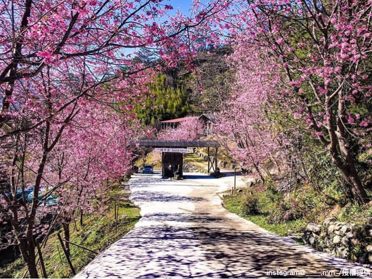 三月適逢司馬庫斯的櫻花季，落櫻紛飛的美景超好拍。   圖：翻攝自instagram ____.mm_／開放權限