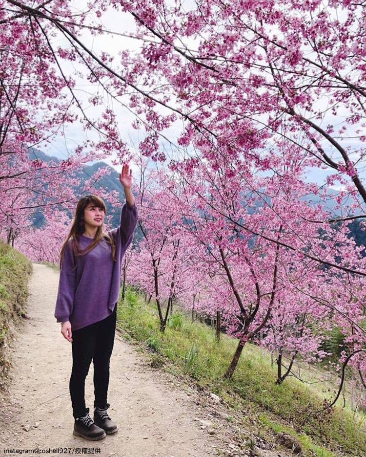 在「司馬庫斯」可以看見緋寒櫻、吉野櫻、八重櫻、霧社櫻等美景。   圖：翻攝自instagram roshell927／開放權限