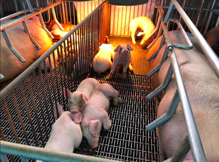 豬糞尿水處理過程中所產生的沼氣，可產生電能及熱能，達到溫室氣體減量的效果。    圖： 農委會畜牧處污染防治科/提供