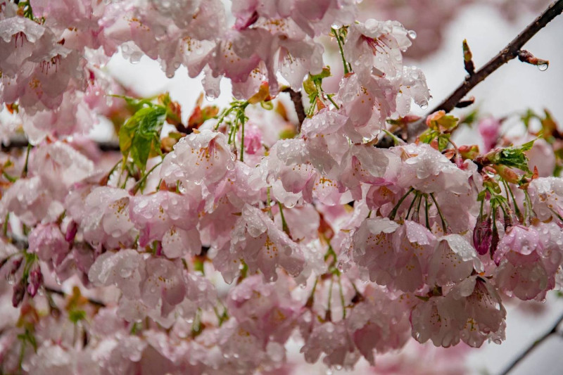 千櫻園內粉白的吉野櫻與大島櫻，已經綻放囉！   圖：取自福壽山農場粉絲專頁