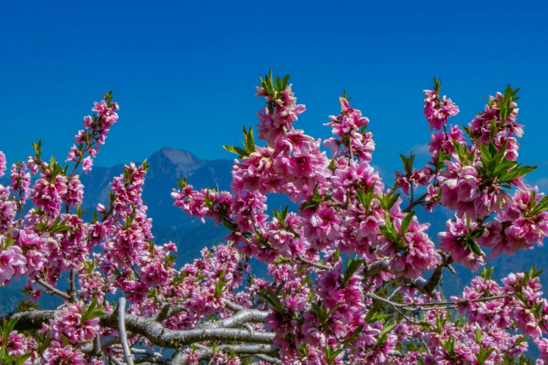 福壽山農場水蜜桃園內桃花的盛開美景，不只壯觀也相當迷人。   圖：取自福壽山農場粉絲專頁