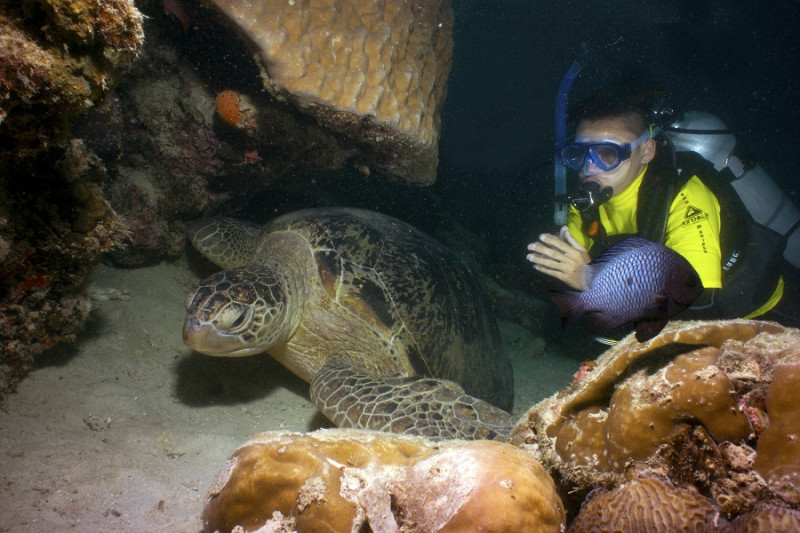 當你在馬布島體驗潛水時，幸運的話還能看見海龜的蹤跡。   圖：馬來西亞觀光局／提供