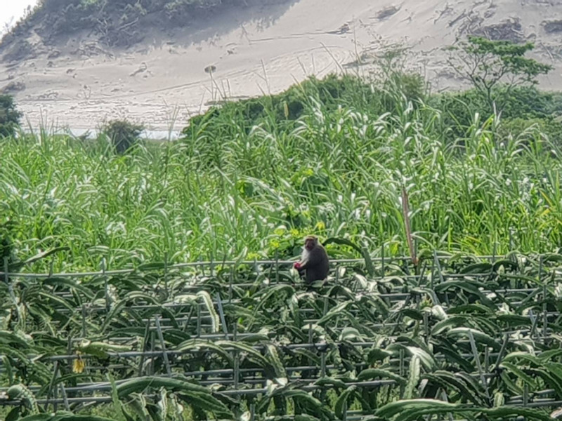 台灣獼猴經常發生採食農作物的事件，使農民不堪其擾。   圖：屏東縣政府農業處/提供