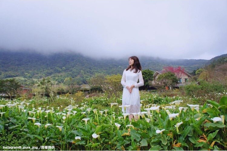 陽明山竹子湖海芋花季，將於3月29日展開。   圖：翻攝自instagram _pure_jing_ /開放權限