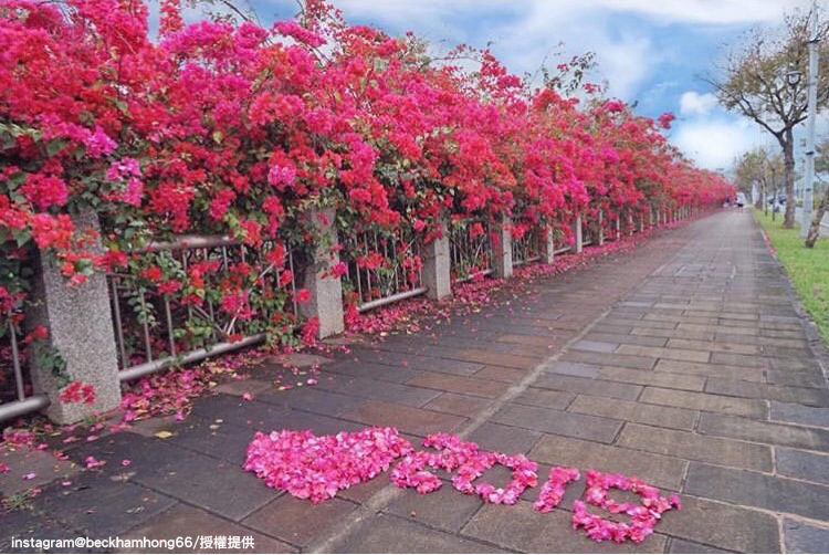 台中中科東大公園旁的九重葛花步道。   圖：翻攝自instagram beckhamhong66 /開放權限