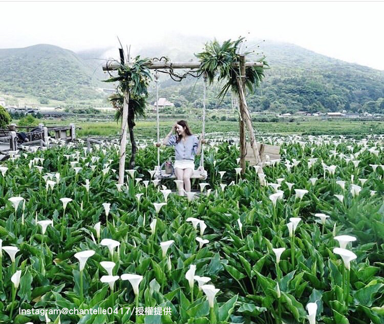 陽明山竹子湖為北部海芋的盛產地。   圖：翻攝自instagram chantelle0417 /開放權限
