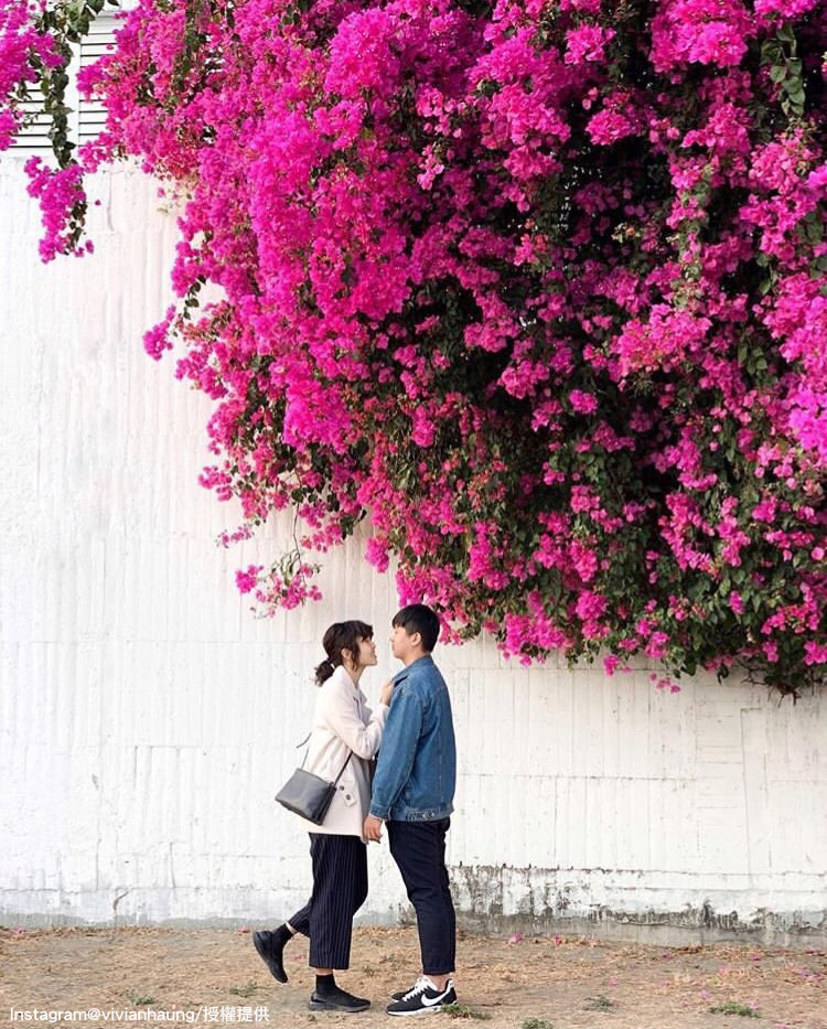 安平九重葛花牆能拍出具有異國風情的照片。   圖：翻攝自instagram vivianhaung /開放權限