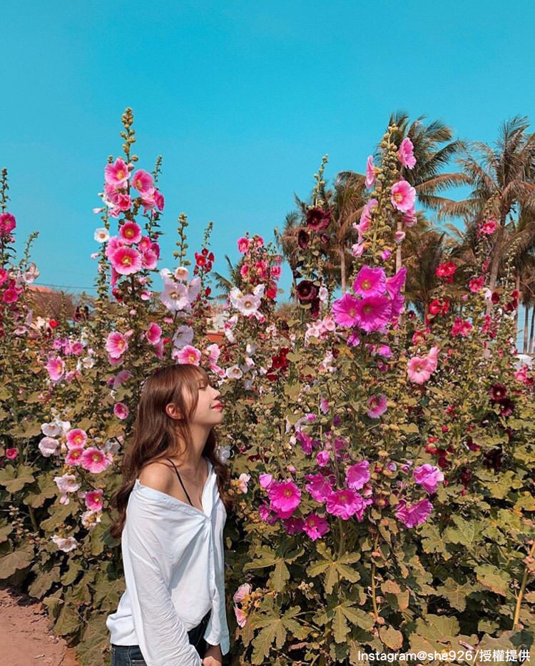 蜀葵花最高能長至2公尺，讓人彷彿置身在花園秘境中。   圖：翻攝自instagram she926 /開放權限