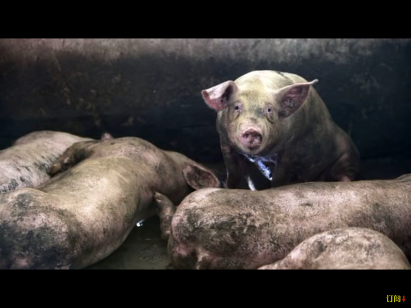 中國的豬肉生產商為了因應非洲豬瘟正在捕殺生豬，但具體數量仍不清楚。   圖：翻攝自Youtube