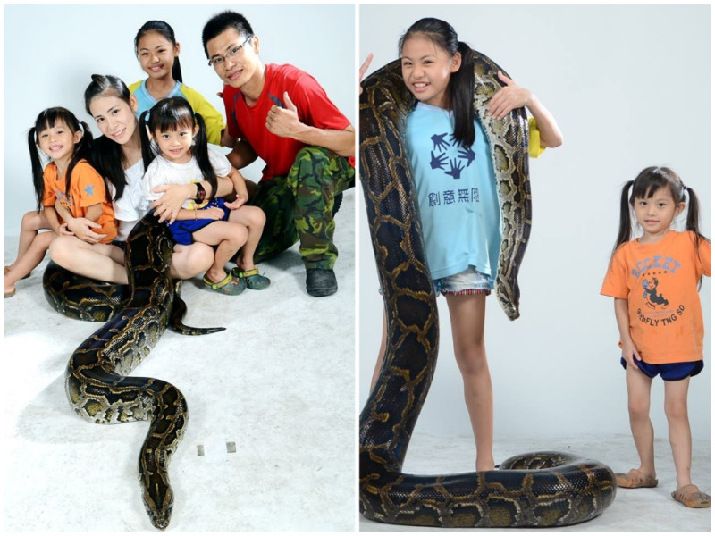 游先生全家都和蟒蛇朝夕相處，女兒也很喜愛。   圖／游先生提供