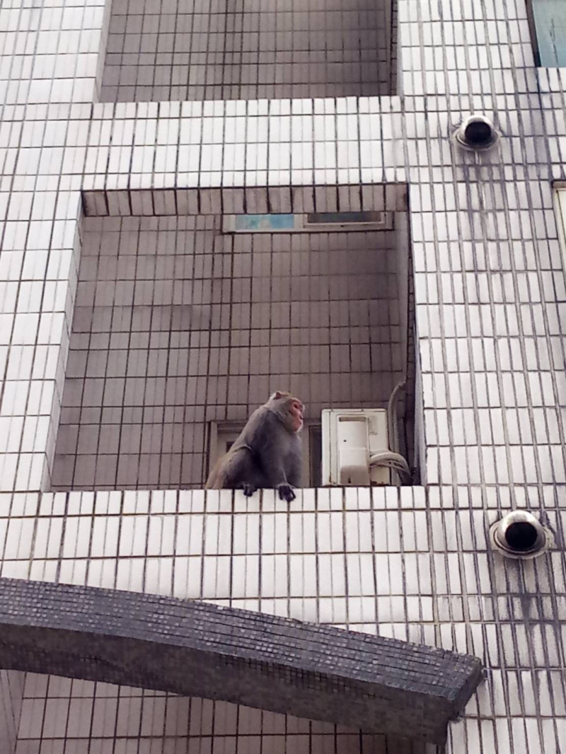 誤闖入都市社區的台灣獼猴。   圖 : 基隆市政府/提供