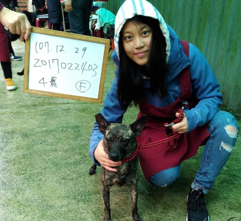 「小虎斑」愛撒嬌又穩定的個性非常適合和小朋友相處。   圖／新北市動保處提供