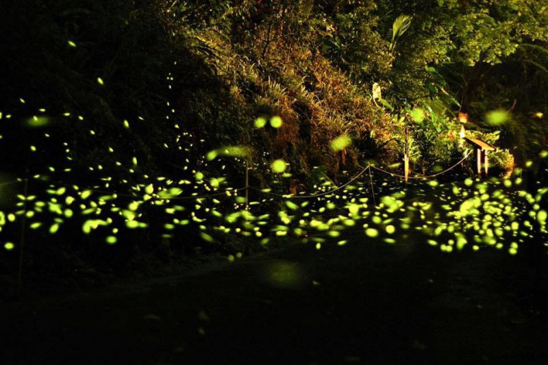 雙溪平林農場不受人為干擾的自然環境，提供螢火蟲良好的棲息場所。   圖：取自雙溪平林休閒農場臉書粉絲專頁