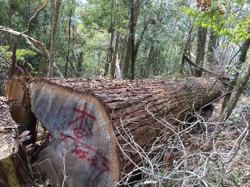 遭整棵活木違法砍伐的香杉。   圖：林務局／提供
