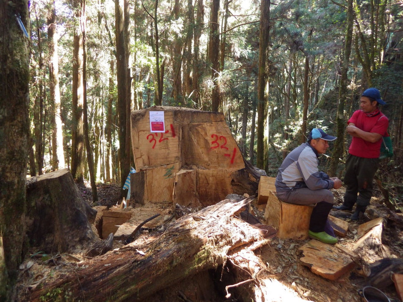 遭違法砍伐之樹頭殘材。   圖：林務局／提供