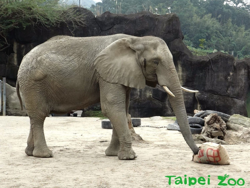 保育員為非洲象製作的行為豐富化玩具，在麻布袋內藏好吃的食物。   圖：台北市立動物園／提供
