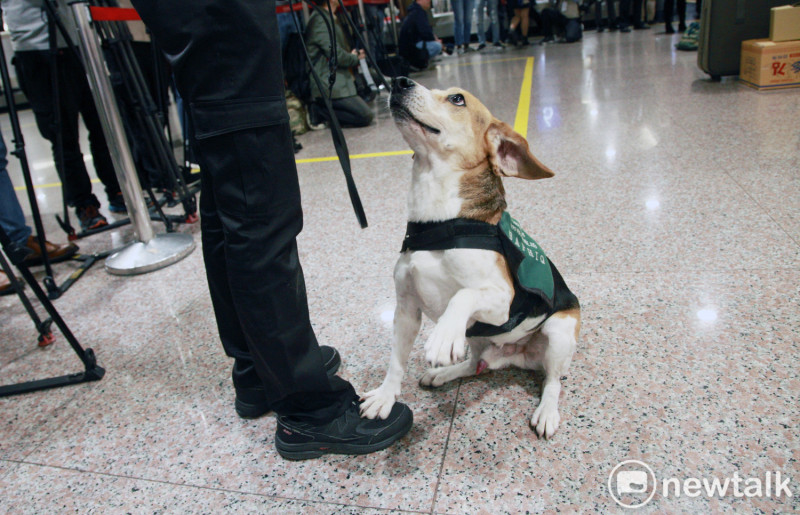 來自緬甸旅客因不滿機場檢疫犬嗅聞行李，用推車撞擊檢疫犬並打傷領犬員。（照片中非當事檢疫犬）   圖：林昀真／攝（資料照）