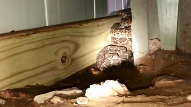 德州一名男子家中驚見45條響尾蛇。   圖／翻攝Facebook影片