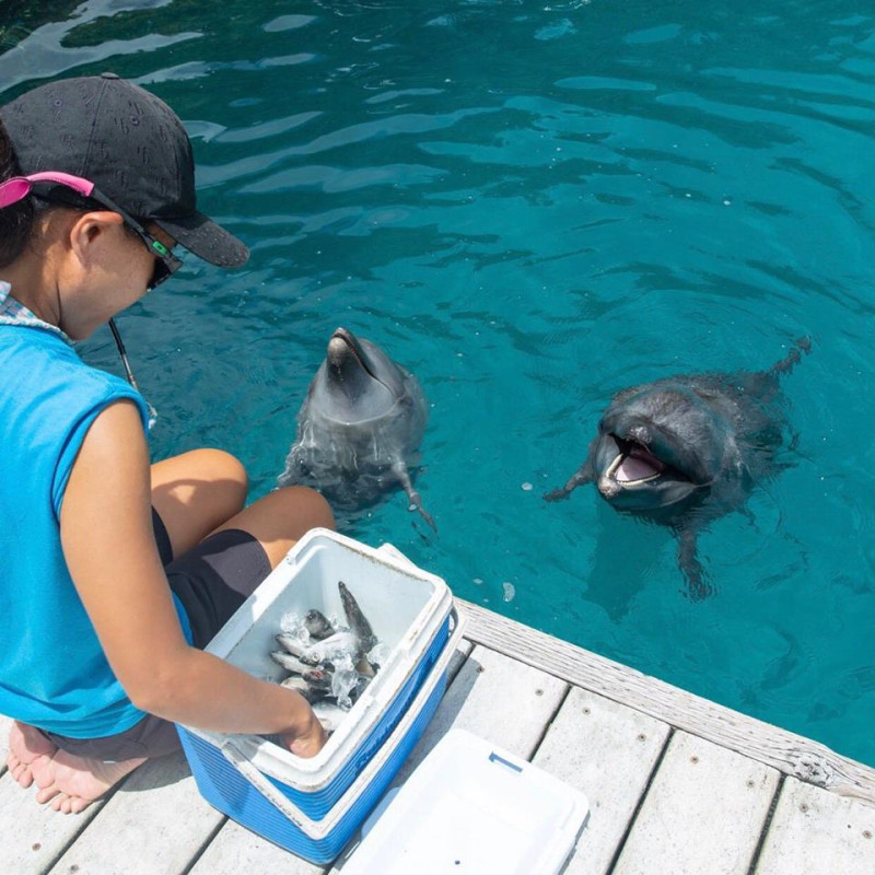 帛琉的雷蒙傑索（Tommy E. Remengesau Jr.）總統親自開船，帶蔡英文拜訪知名的尼可灣及海豚灣，觀看海豚餵食秀。   圖：翻攝自蔡英文臉書專頁