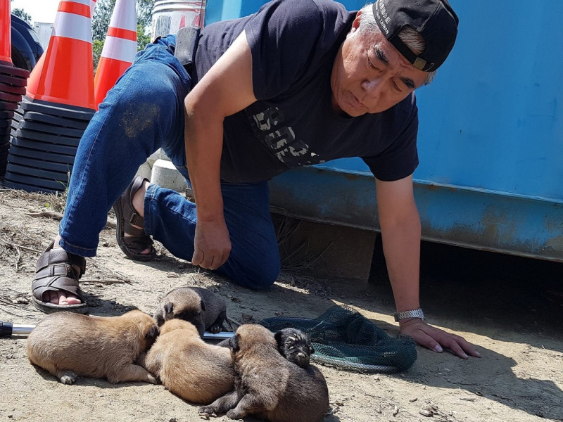 志工將貨櫃下的小幼犬全數救出。   圖／台灣動物緊急救援小組提供