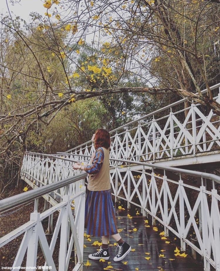 站在步道上和黃花風鈴木拍美照，別有一番風味！   圖：翻攝自instagram leeyichieh /開放權限