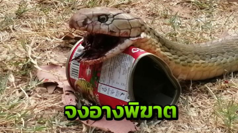 泰國加拉信府古奇那萊縣的村莊，有大量眼鏡王蛇闖入，疑似有人故意放生所致。   圖／翻攝網路