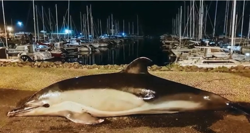 法國1月至今在大西洋沿岸沙灘上發現超過1100具海豚屍體。(圖為示意圖)   圖：翻攝Youtube