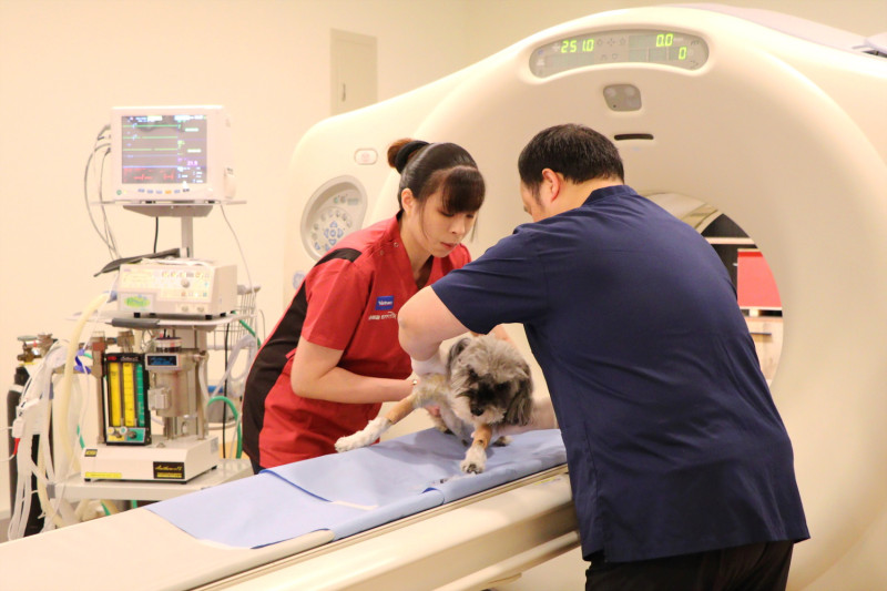 陽明大學正式成立「創譯動影CTAI」寵物正子電腦斷層掃描中心，讓家中毛小孩也有機會進行高階影像檢查，協助獸醫師治療毛小孩癌症。   圖／國立陽明大學提供