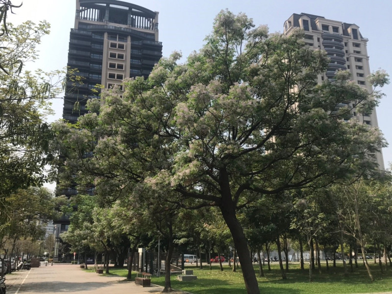 台中西大墩公園可見苦楝樹蹤影。   圖：台中市政府／提供