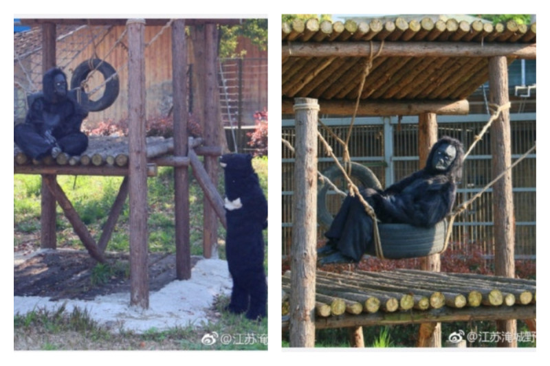 中國大陸江蘇省常州市一家動物園中，日前安排了 2 名工作人員穿上猩猩道具服裝，假冒猩猩坐在圍籠中，許多遊客看到後十分狐疑，再細看後驚覺竟然是人類假扮，氣得痛罵。   圖／翻攝自微博
