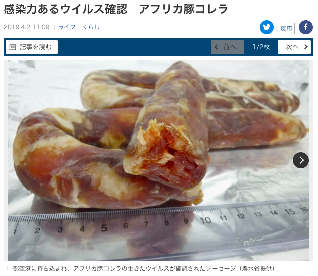 日本從中國旅客帶入境的兩條香腸中檢出傳染力強的非洲豬瘟病毒   圖：截自產經新聞網站