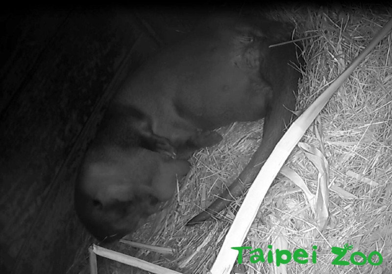 歐亞水獺「金莎」，於3月9日（六）晚間約5點左右，再度平安誕下1隻小寶寶。   圖：翻攝自台北市立動物園臉書粉絲頁