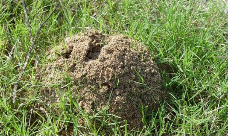 紅火蟻蟻丘。    圖：張志豪服務處提供