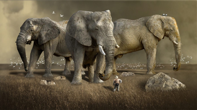 大象群。   示意圖／Pixbay