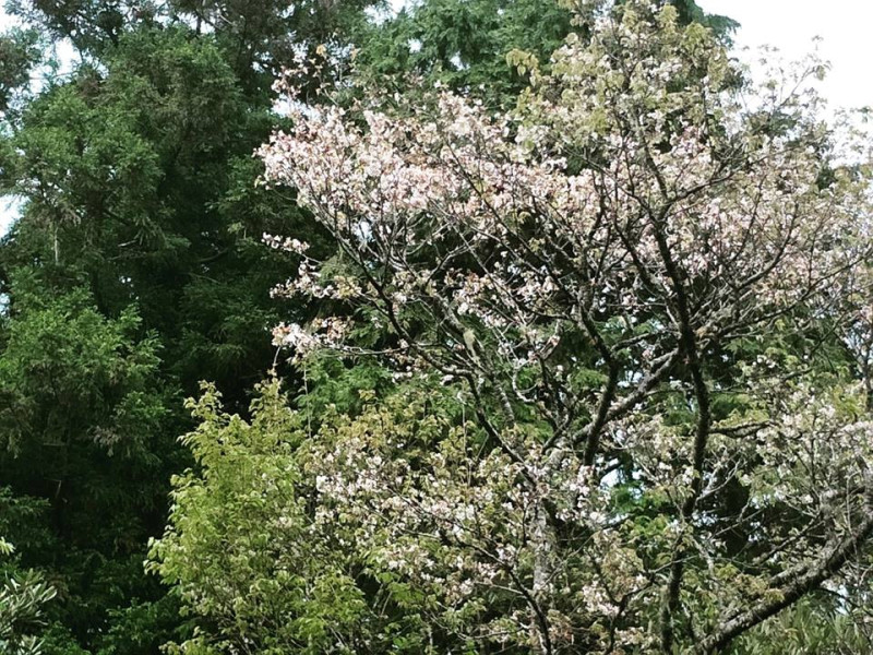 太平山國家森林遊樂園的白櫻花綻綴山林。   圖：太平山國家森林遊樂園/提供