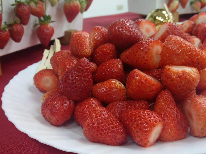 新品種草莓戀香是國內糖度最高的品種。   圖／記者陳俐穎攝