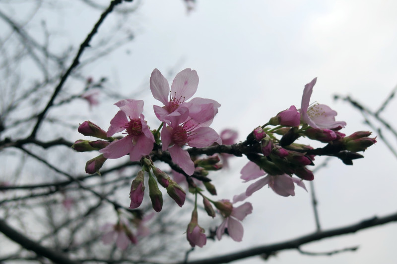 新北市土城桐花公園花朵呈現粉白色。土城區公所/提供 