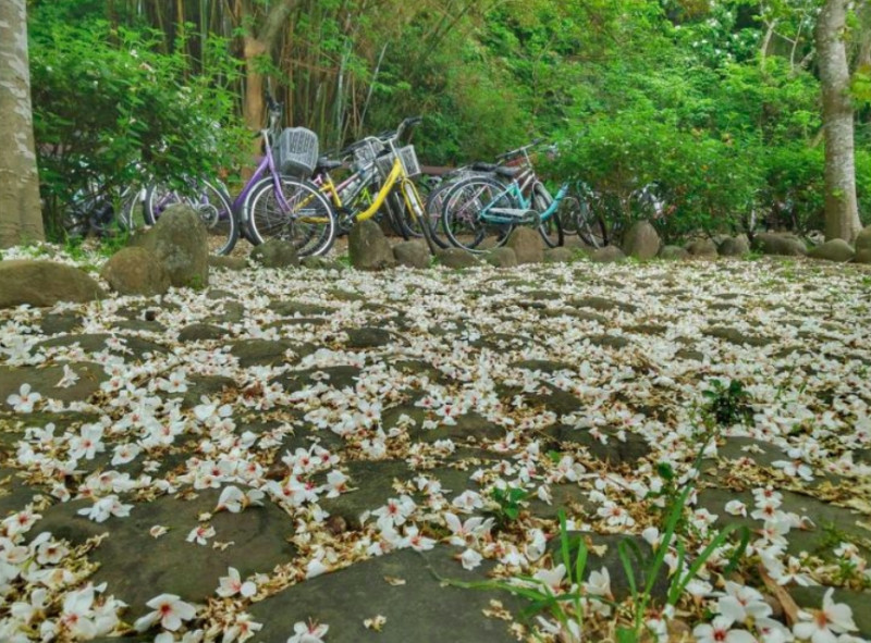 桃園市三坑自行車道油桐花灑落一地，如白雪般。圖：取自客家桐花祭官網