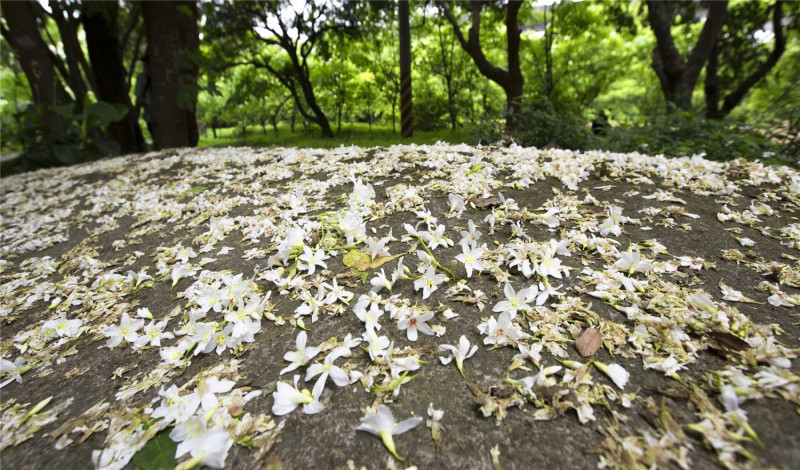 新竹縣仁和步道不只有油桐花，也有歷史建築群可觀賞。圖：取自客家桐花祭官網