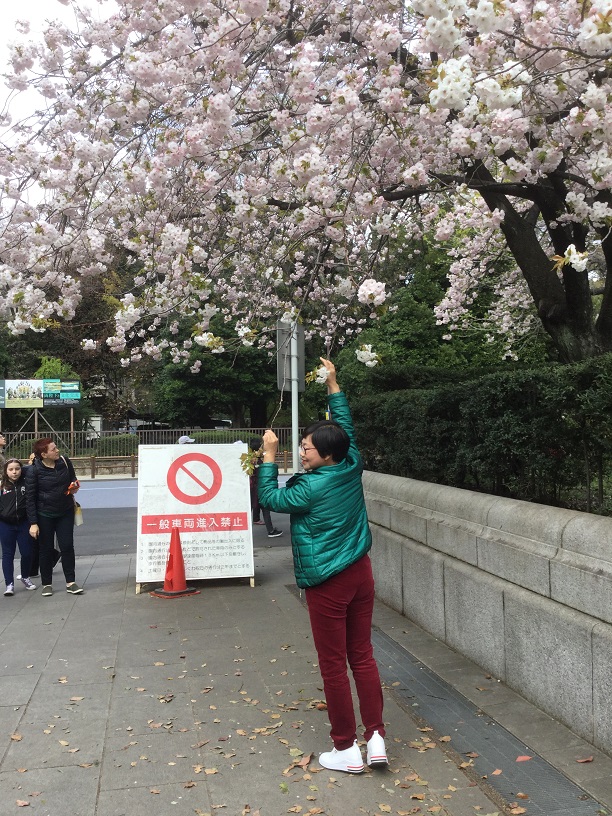 東京千鳥淵花吹雪或上野公園櫻花盛開，但處處都有非攀花不可的陸客(2)。   圖：劉黎兒／攝
