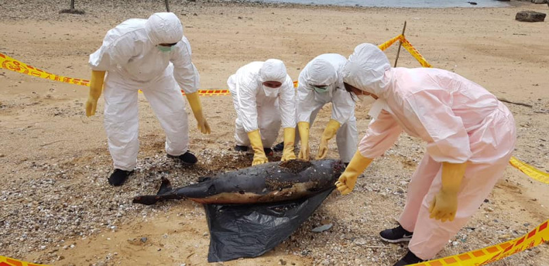 死亡鯨豚身體外觀已腐爛，清理人員現場即將豚體實施掩埋。   圖：馬祖岸巡隊提供