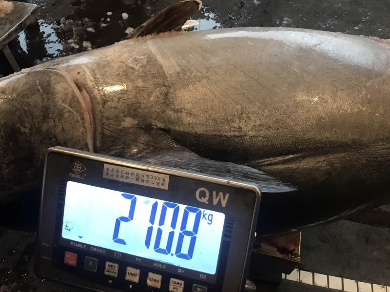 黑鮪魚重量達210.8公斤。   圖：蘇澳區漁會/提供