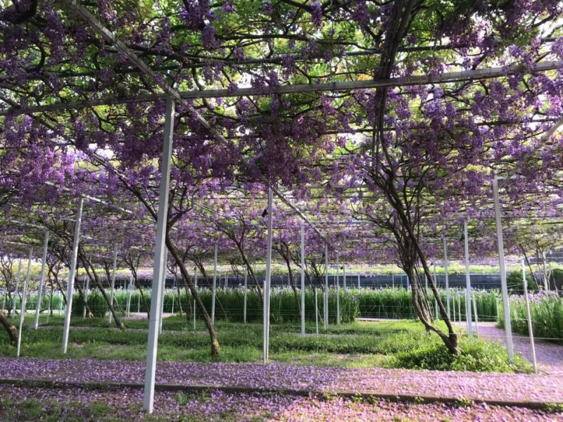 紫藤咖啡園紫藤花瓣掉落滿地相當漂亮。圖：翻攝紫藤咖啡園臉書