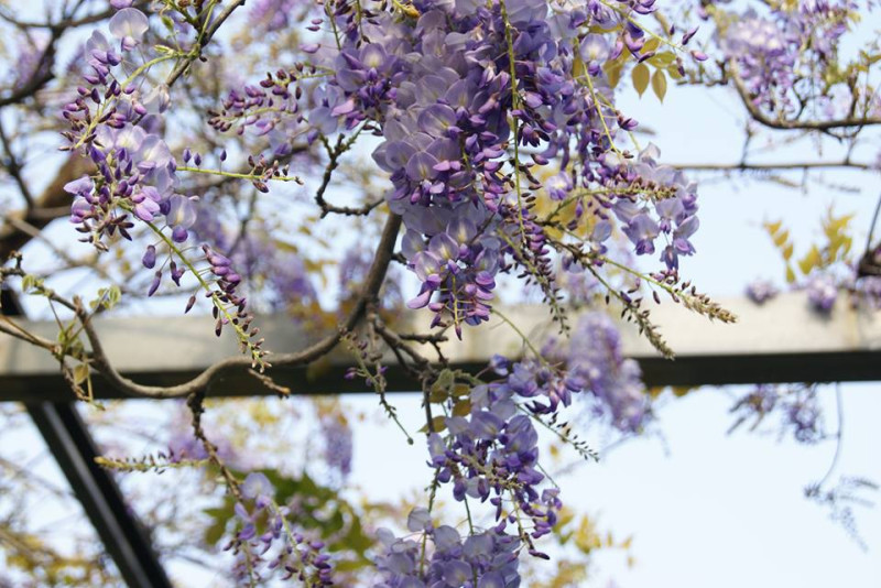 每到春季紫藤花就會盛開。   圖：翻攝台北花卉村臉書