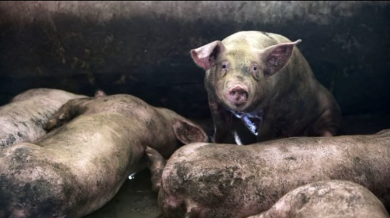 香港01等媒體報導，上水屠房（屠宰場）有廣東進口豬隻內臟被驗出帶有非洲豬瘟病毒，約6000隻活豬將被人道銷毀。    圖：翻攝Youtube