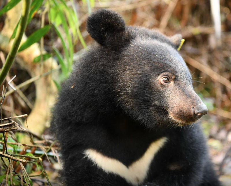 台灣黑熊「南安小熊」。   圖：擷取自台灣黑熊保育協會臉書