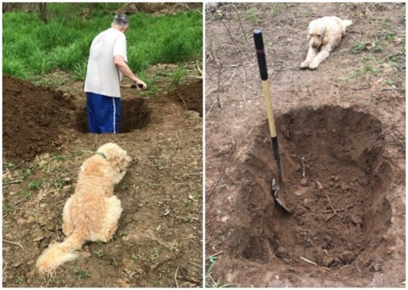 遭誤診需安樂死的狗狗，看著主人挖自己的墳墓。   圖／翻攝網路