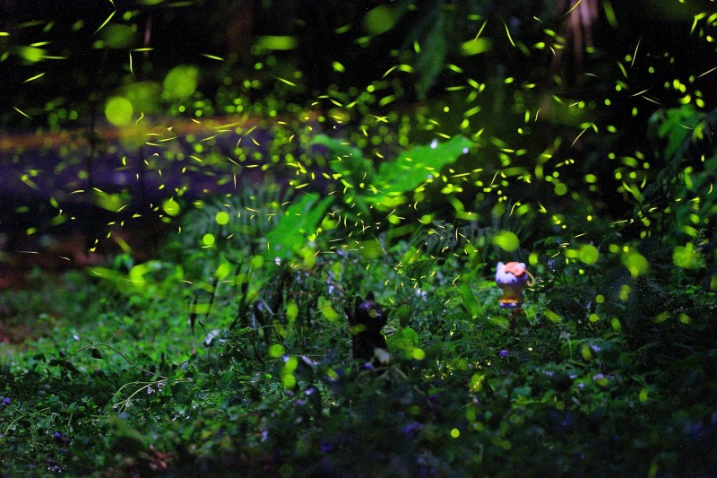南投日月潭依山傍水的環境，適合螢火蟲繁殖。   圖：南投縣林管處/提供